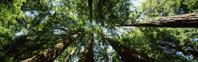 Muir Woods National Monument Photographic Mural
