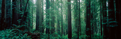 Forest in Redwood National Park Photographic Mural