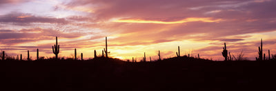 Silhouette of Saguaro National Park Photographic Mural