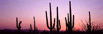 Saguaro Cactus, Saguaro National Park Photographic Mural