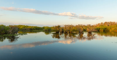 Anhinga Trail, Everglades National Park, Florida Photographic Mural