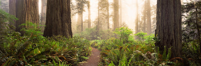 Forest Path in Redwood National Park Photographic Mural