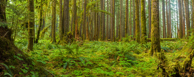 Ancient Groves Nature Trail, Olympic National Park Photographic Mural