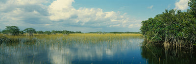 Swamp, Everglades National Park Photographic Mural