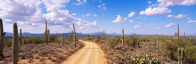 Pathway in Saguaro National Park Photographic Mural