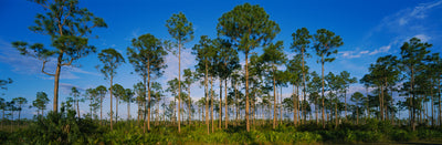 Everglades National Park Photographic Mural