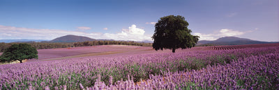 Lavender Farm, Tasmania Photographic Mural