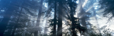 Early Morning in Redwood National Park Photographic Mural