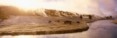 Firehole River, Yellowstone National Park Photographic Mural