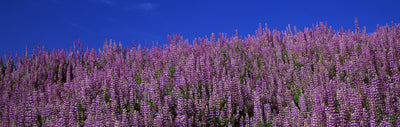 Lupine Field, Redwood National Park Photographic Mural