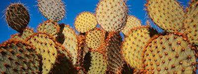 Prickly Pear Cactus, Joshua Tree National Park Photographic Mural