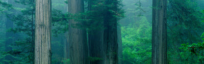 Redwood National Park, California Photographic Mural