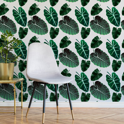 Alocasia Wallpaper - Tropic