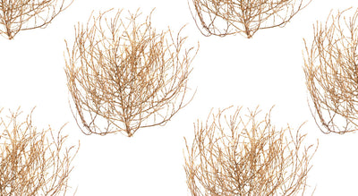 Tumbleweed Wallpaper - Natural
