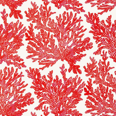 Marine Coral Wallpaper - Coral