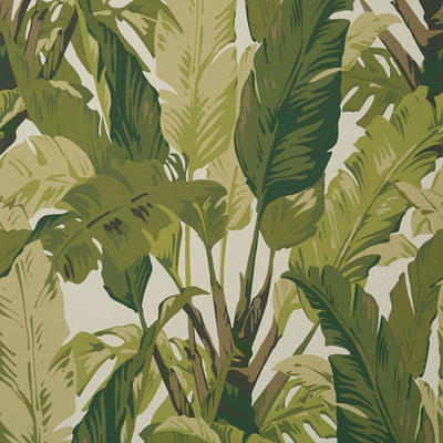 Travelers Palm Wallpaper - Sage