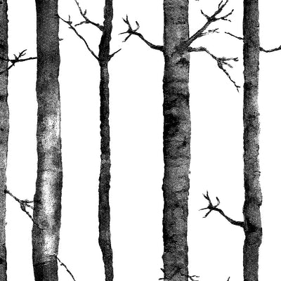 Aspen Tree - Black Wallpaper